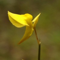 Utricularia bifida L.